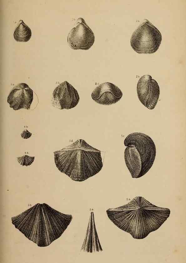 Reproducción/Reproduction 48636580242: Exploration and survey of the valley of the Great Salt Lake of Utah, including a reconnoissance of a new route through the Rocky Mountains.. Philadelphia :Lippincott, Grambo & Co.,1852.. 