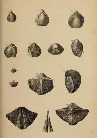 Reproducción/Reproduction 48636580242: Exploration and survey of the valley of the Great Salt Lake of Utah, including a reconnoissance of a new route through the Rocky Mountains.. Philadelphia :Lippincott, Grambo & Co.,1852.. 