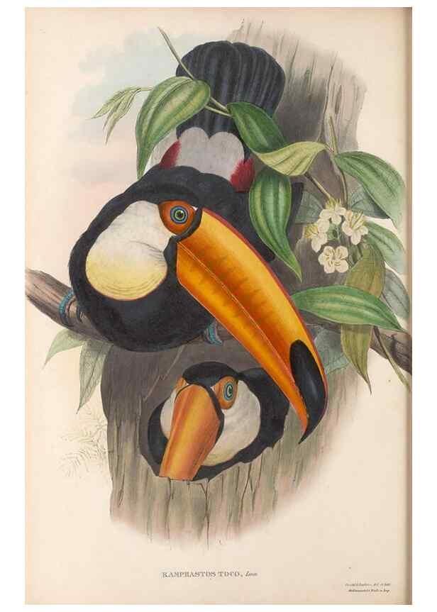 Reproducción/Reproduction 48636986957: A monograph of the Ramphastidae, or family of toucans. London :Published by the author, 20, Broad Street, Golden Square,[1852]-1854.. 