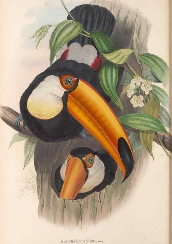 Reproducción/Reproduction 48636986957: A monograph of the Ramphastidae, or family of toucans. London :Published by the author, 20, Broad Street, Golden Square,[1852]-1854.. 