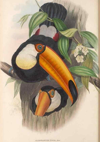 Reproducción/Reproduction 48636986957: A monograph of the Ramphastidae, or family of toucans. London :Published by the author, 20, Broad Street, Golden Square,[1852]-1854.. 