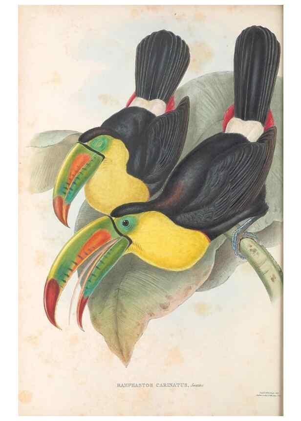 Reproducción/Reproduction 48636844881: A monograph of the Ramphastidae, or family of toucans. London :Published by the author, 20, Broad Street, Golden Square,[1852]-1854.. 
