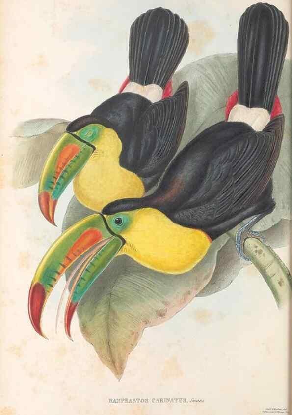 Reproducción/Reproduction 48636844881: A monograph of the Ramphastidae, or family of toucans. London :Published by the author, 20, Broad Street, Golden Square,[1852]-1854.. 