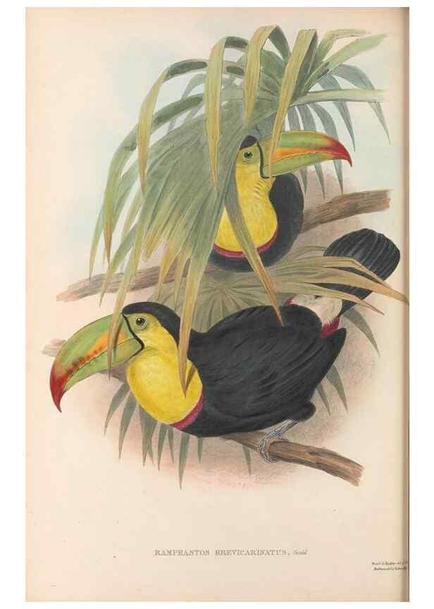 Reproducción/Reproduction 48636846056: A monograph of the Ramphastidae, or family of toucans. London :Published by the author, 20, Broad Street, Golden Square,[1852]-1854.. 