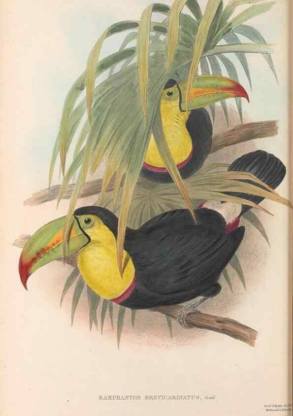 Reproducción/Reproduction 48636846056: A monograph of the Ramphastidae, or family of toucans. London :Published by the author, 20, Broad Street, Golden Square,[1852]-1854.. 