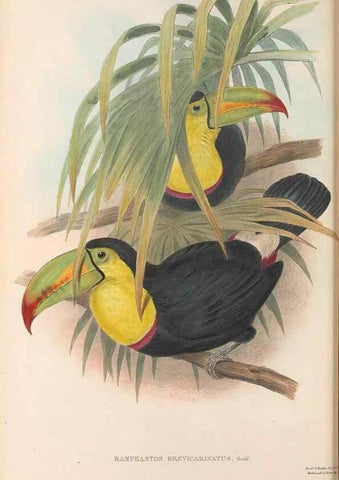 Reproducción/Reproduction 48636846056: A monograph of the Ramphastidae, or family of toucans. London :Published by the author, 20, Broad Street, Golden Square,[1852]-1854.. 