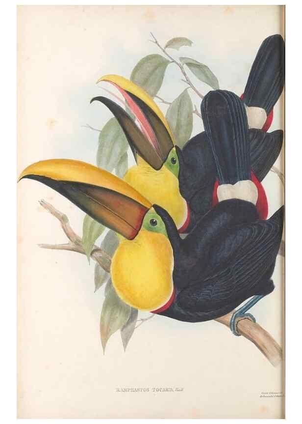 Reproducción/Reproduction 48636989067: A monograph of the Ramphastidae, or family of toucans. London :Published by the author, 20, Broad Street, Golden Square,[1852]-1854.. 