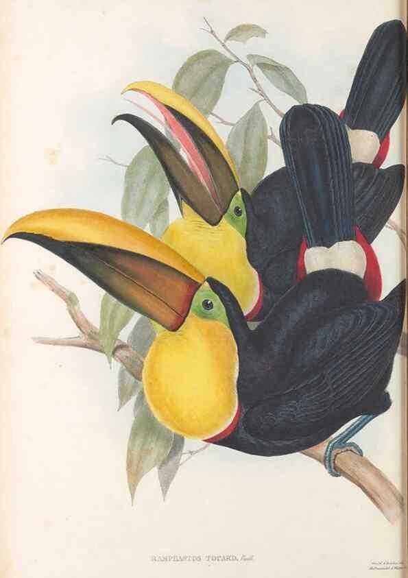 Reproducción/Reproduction 48636989067: A monograph of the Ramphastidae, or family of toucans. London :Published by the author, 20, Broad Street, Golden Square,[1852]-1854.. 