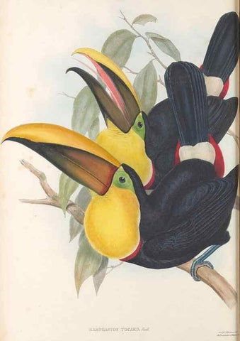 Reproducción/Reproduction 48636989067: A monograph of the Ramphastidae, or family of toucans. London :Published by the author, 20, Broad Street, Golden Square,[1852]-1854.. 