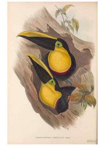 Reproducción/Reproduction 48636989442: A monograph of the Ramphastidae, or family of toucans. London :Published by the author, 20, Broad Street, Golden Square,[1852]-1854.. 