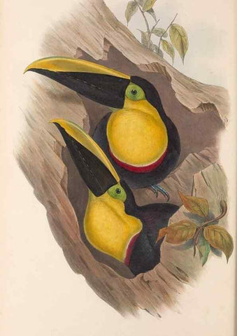 Reproducción/Reproduction 48636989442: A monograph of the Ramphastidae, or family of toucans. London :Published by the author, 20, Broad Street, Golden Square,[1852]-1854.. 