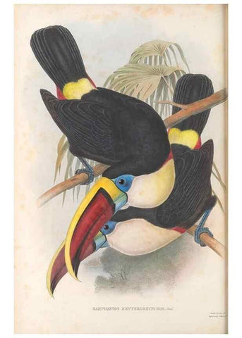 Reproducción/Reproduction 48636493193: A monograph of the Ramphastidae, or family of toucans. London :Published by the author, 20, Broad Street, Golden Square,[1852]-1854.. 