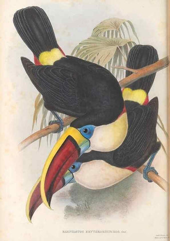 Reproducción/Reproduction 48636493193: A monograph of the Ramphastidae, or family of toucans. London :Published by the author, 20, Broad Street, Golden Square,[1852]-1854.. 