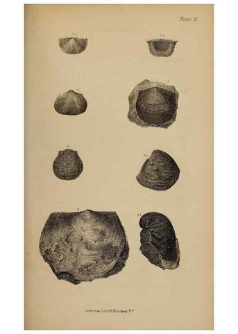 Reproducción/Reproduction 48636435091: Exploration and survey of the valley of the Great Salt Lake of Utah, including a reconnoissance of a new route through the Rocky Mountains.. Philadelphia :Lippincott, Grambo & Co.,1852.. 