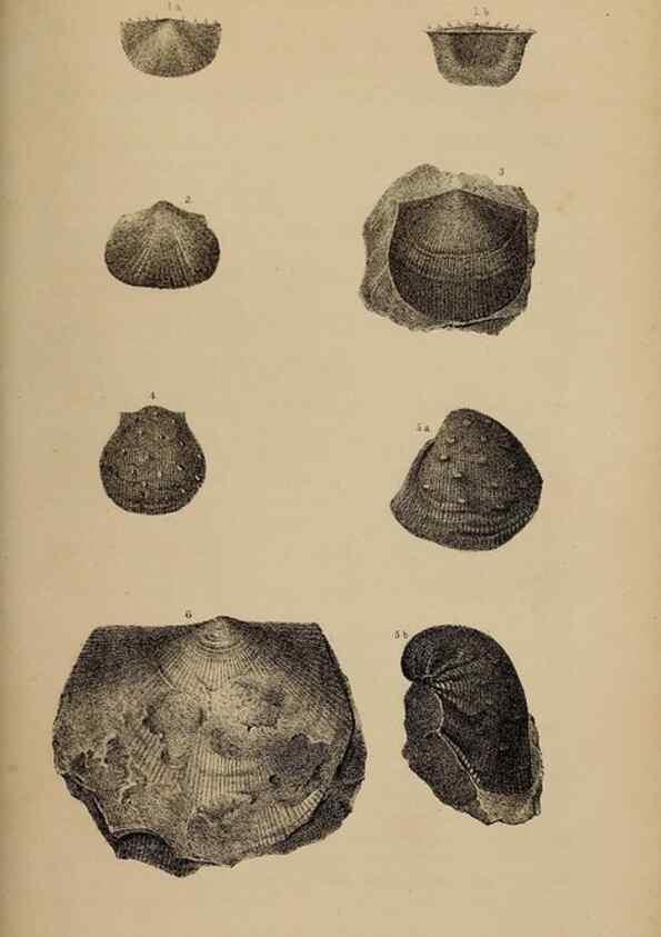 Reproducción/Reproduction 48636435091: Exploration and survey of the valley of the Great Salt Lake of Utah, including a reconnoissance of a new route through the Rocky Mountains.. Philadelphia :Lippincott, Grambo & Co.,1852.. 