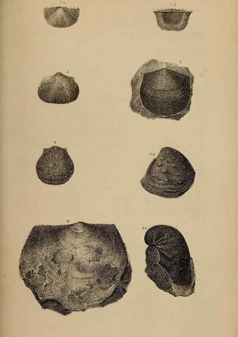 Reproducción/Reproduction 48636435091: Exploration and survey of the valley of the Great Salt Lake of Utah, including a reconnoissance of a new route through the Rocky Mountains.. Philadelphia :Lippincott, Grambo & Co.,1852.. 