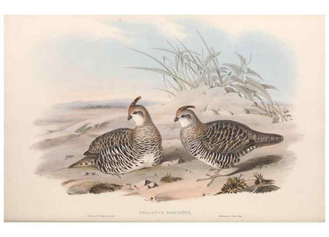 Reproducción/Reproduction 48636559798: A monograph of the Odontophorinæ, or, Partridges of America. London :Printed by Richard and John E. Taylor :1850.. 
