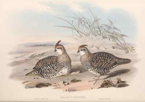 Reproducción/Reproduction 48636559798: A monograph of the Odontophorinæ, or, Partridges of America. London :Printed by Richard and John E. Taylor :1850.. 