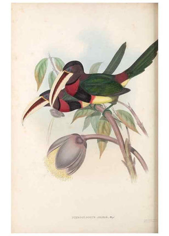 Reproducción/Reproduction 48636857211: A monograph of the Ramphastidae, or family of toucans. London :Published by the author, 20, Broad Street, Golden Square,[1852]-1854.. 