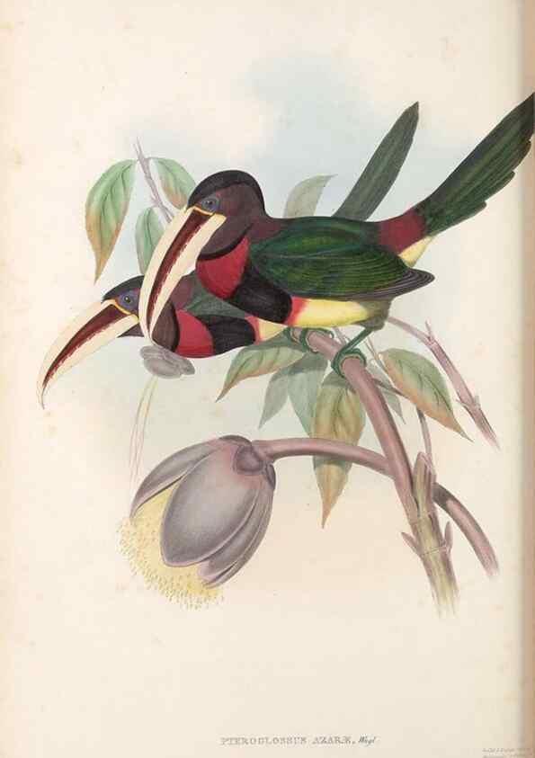 Reproducción/Reproduction 48636857211: A monograph of the Ramphastidae, or family of toucans. London :Published by the author, 20, Broad Street, Golden Square,[1852]-1854.. 
