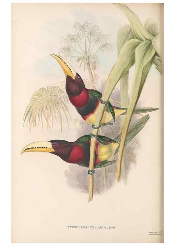 Reproducción/Reproduction 48636858161: A monograph of the Ramphastidae, or family of toucans. London :Published by the author, 20, Broad Street, Golden Square,[1852]-1854.. 
