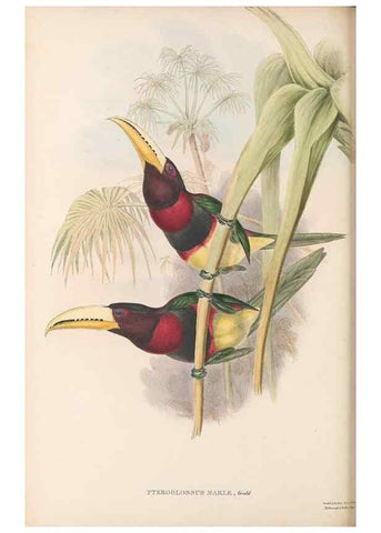Reproducción/Reproduction 48636858161: A monograph of the Ramphastidae, or family of toucans. London :Published by the author, 20, Broad Street, Golden Square,[1852]-1854.. 