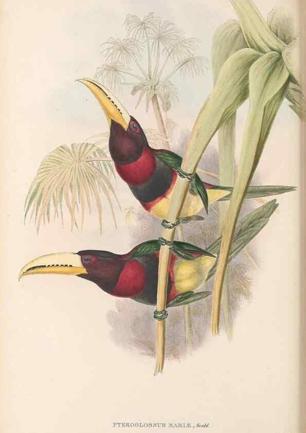 Reproducción/Reproduction 48636858161: A monograph of the Ramphastidae, or family of toucans. London :Published by the author, 20, Broad Street, Golden Square,[1852]-1854.. 