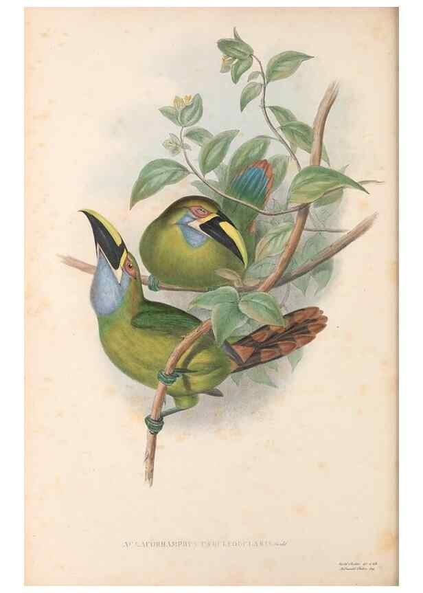 Reproducción/Reproduction 48636510778: A monograph of the Ramphastidae, or family of toucans. London :Published by the author, 20, Broad Street, Golden Square,[1852]-1854.. 