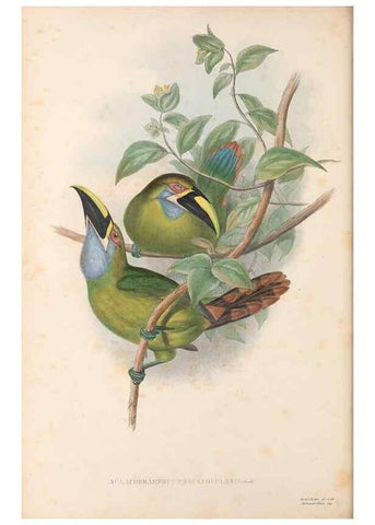 Reproducción/Reproduction 48636510778: A monograph of the Ramphastidae, or family of toucans. London :Published by the author, 20, Broad Street, Golden Square,[1852]-1854.. 