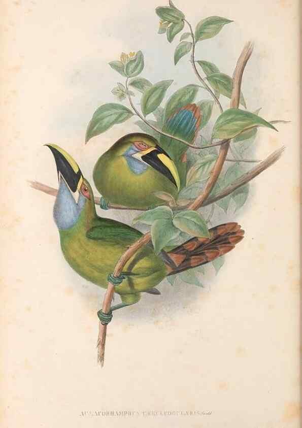 Reproducción/Reproduction 48636510778: A monograph of the Ramphastidae, or family of toucans. London :Published by the author, 20, Broad Street, Golden Square,[1852]-1854.. 
