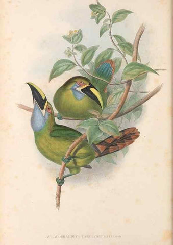 Reproducción/Reproduction 48636510778: A monograph of the Ramphastidae, or family of toucans. London :Published by the author, 20, Broad Street, Golden Square,[1852]-1854.. 
