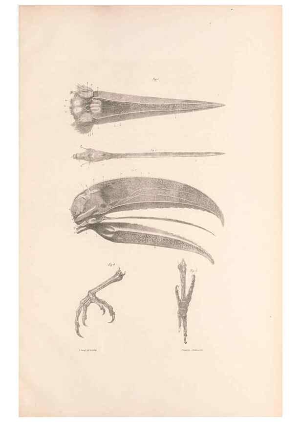 Reproducción/Reproduction 48636865676: A monograph of the Ramphastidae, or family of toucans. London :Published by the author, 20, Broad Street, Golden Square,[1852]-1854.. 