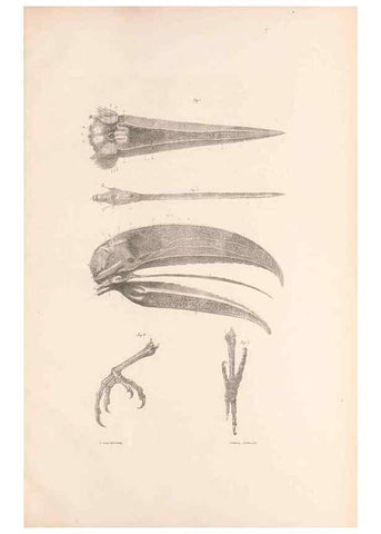 Reproducción/Reproduction 48636865676: A monograph of the Ramphastidae, or family of toucans. London :Published by the author, 20, Broad Street, Golden Square,[1852]-1854.. 