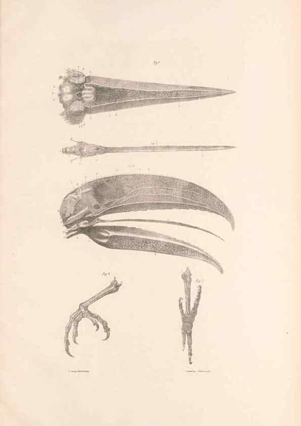 Reproducción/Reproduction 48636865676: A monograph of the Ramphastidae, or family of toucans. London :Published by the author, 20, Broad Street, Golden Square,[1852]-1854.. 