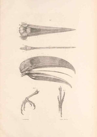 Reproducción/Reproduction 48636865676: A monograph of the Ramphastidae, or family of toucans. London :Published by the author, 20, Broad Street, Golden Square,[1852]-1854.. 