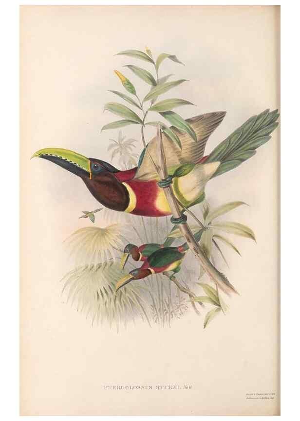 Reproducción/Reproduction 48636514673: A monograph of the Ramphastidae, or family of toucans. London :Published by the author, 20, Broad Street, Golden Square,[1852]-1854.. 