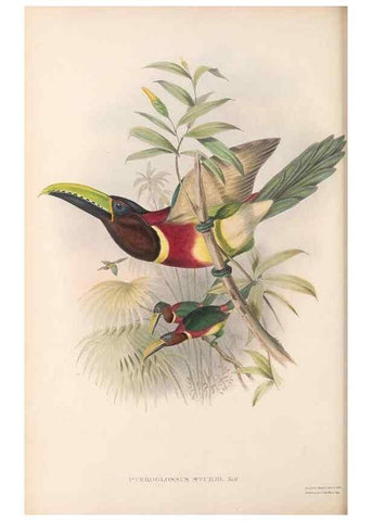 Reproducción/Reproduction 48636514673: A monograph of the Ramphastidae, or family of toucans. London :Published by the author, 20, Broad Street, Golden Square,[1852]-1854.. 