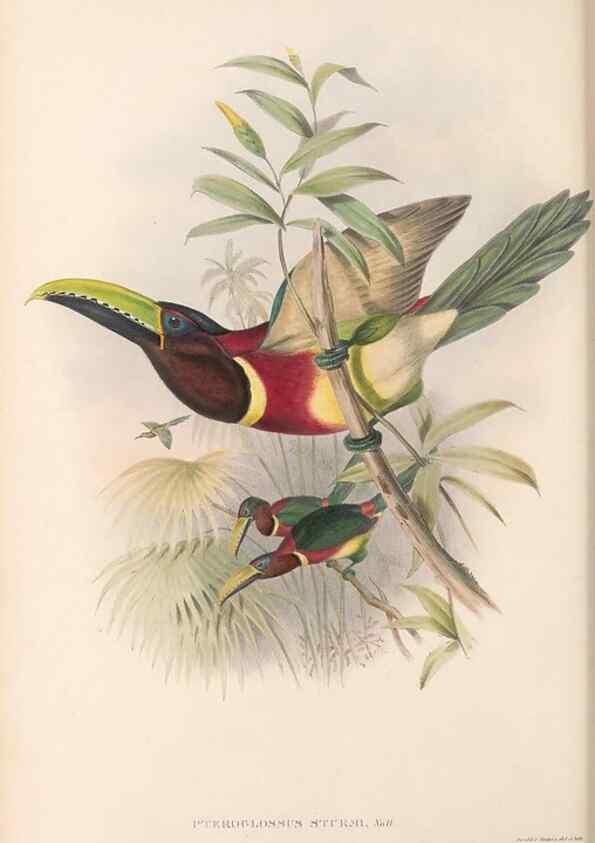 Reproducción/Reproduction 48636514673: A monograph of the Ramphastidae, or family of toucans. London :Published by the author, 20, Broad Street, Golden Square,[1852]-1854.. 
