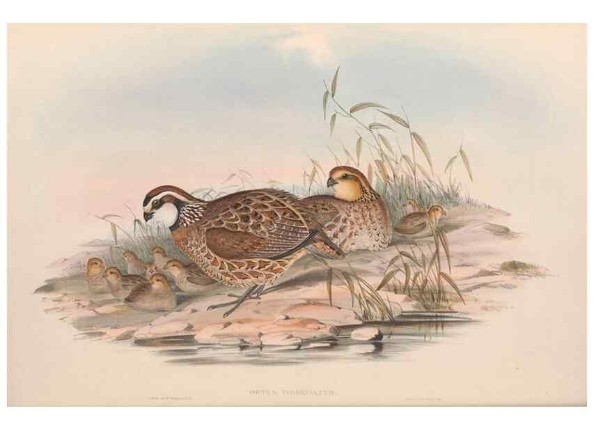 Reproducción/Reproduction 48636554793: A monograph of the Odontophorinæ, or, Partridges of America. London :Printed by Richard and John E. Taylor :1850.. 