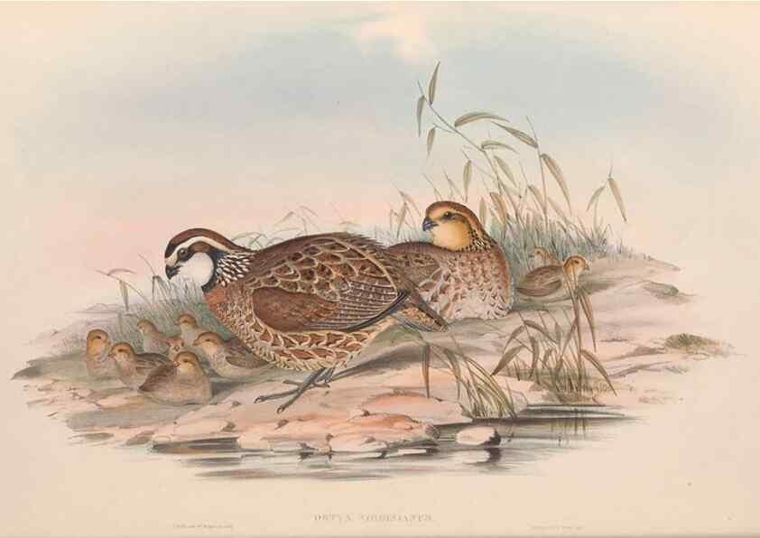 Reproducción/Reproduction 48636554793: A monograph of the Odontophorinæ, or, Partridges of America. London :Printed by Richard and John E. Taylor :1850.. 