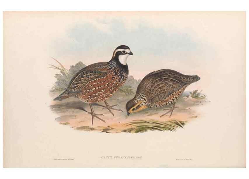 Reproducción/Reproduction 48636555198: A monograph of the Odontophorinæ, or, Partridges of America. London :Printed by Richard and John E. Taylor :1850.. 
