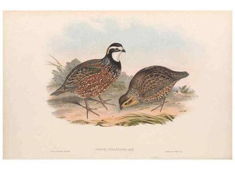 Reproducción/Reproduction 48636555198: A monograph of the Odontophorinæ, or, Partridges of America. London :Printed by Richard and John E. Taylor :1850.. 