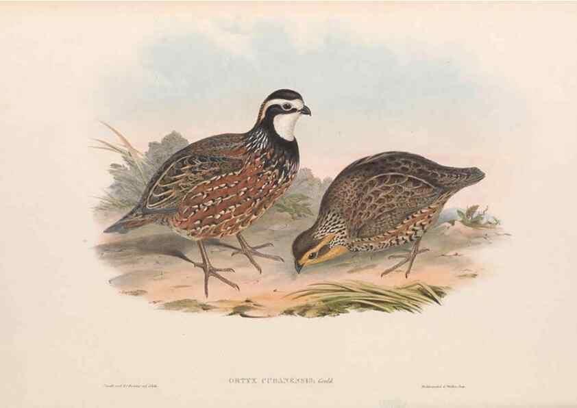 Reproducción/Reproduction 48636555198: A monograph of the Odontophorinæ, or, Partridges of America. London :Printed by Richard and John E. Taylor :1850.. 