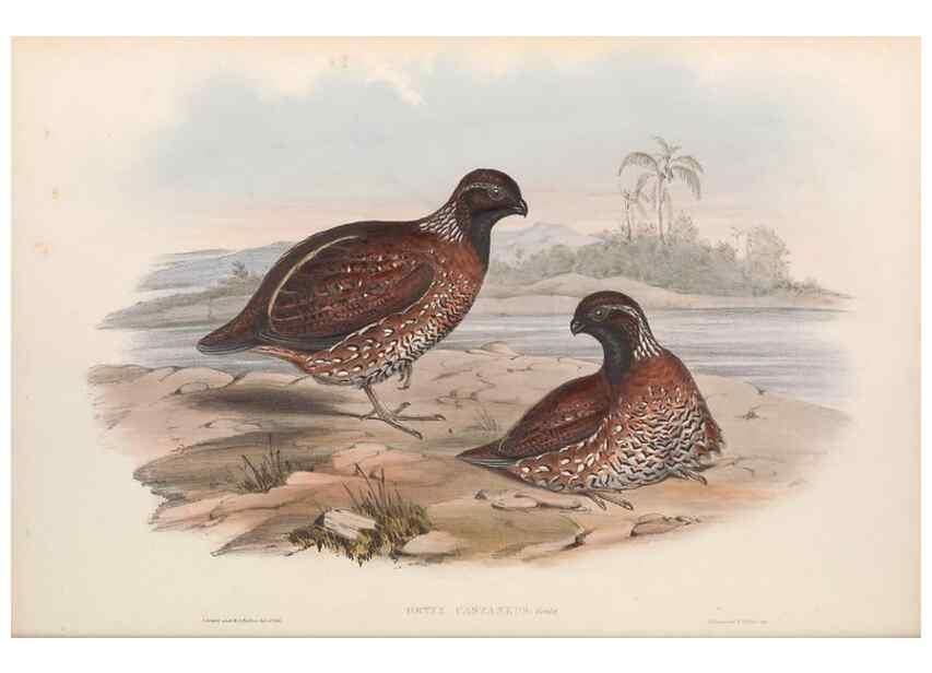 Reproducción/Reproduction 48637052637: A monograph of the Odontophorinæ, or, Partridges of America. London :Printed by Richard and John E. Taylor :1850.. 