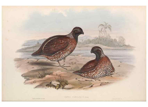 Reproducción/Reproduction 48637052637: A monograph of the Odontophorinæ, or, Partridges of America. London :Printed by Richard and John E. Taylor :1850.. 