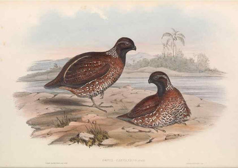 Reproducción/Reproduction 48637052637: A monograph of the Odontophorinæ, or, Partridges of America. London :Printed by Richard and John E. Taylor :1850.. 