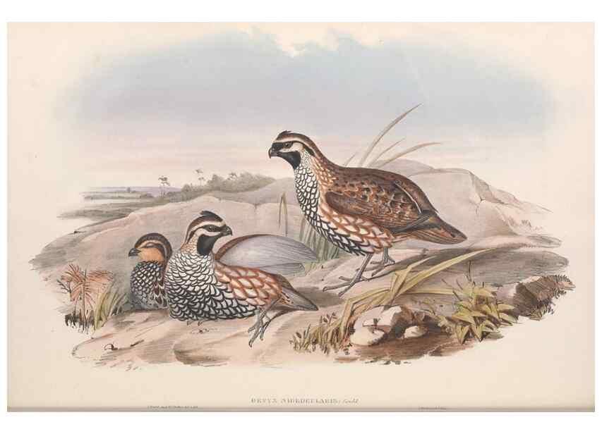 Reproducción/Reproduction 48636556058: A monograph of the Odontophorinæ, or, Partridges of America. London :Printed by Richard and John E. Taylor :1850.. 