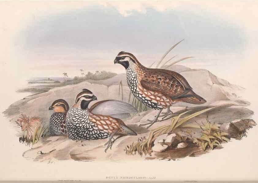 Reproducción/Reproduction 48636556058: A monograph of the Odontophorinæ, or, Partridges of America. London :Printed by Richard and John E. Taylor :1850.. 
