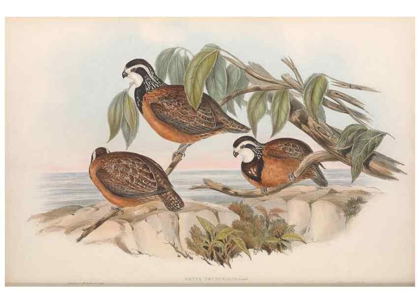 Reproducción/Reproduction 48637053377: A monograph of the Odontophorinæ, or, Partridges of America. London :Printed by Richard and John E. Taylor :1850.. 