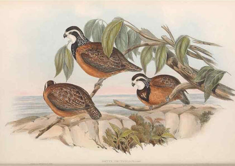 Reproducción/Reproduction 48637053377: A monograph of the Odontophorinæ, or, Partridges of America. London :Printed by Richard and John E. Taylor :1850.. 